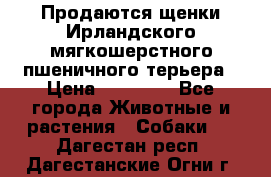 Продаются щенки Ирландского мягкошерстного пшеничного терьера › Цена ­ 30 000 - Все города Животные и растения » Собаки   . Дагестан респ.,Дагестанские Огни г.